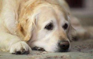 狗狗没吃什么就吐怎么办(狗狗吐黄水吃什么药)-警犬训练器材厂家 _警犬训练用品_工作犬训练用品-南京开久警犬装备