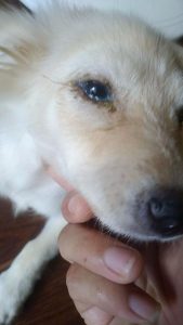 小狗狗一只眼睛一直流泪(小狗狗一只眼睛睁不开)-警犬训练器材厂家 _警犬训练用品_工作犬训练用品-南京开久警犬装备