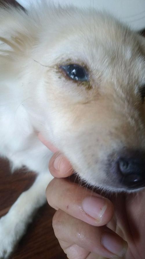 小狗狗一只眼睛一直流泪(小狗狗一只眼睛睁不开) - 警犬训练器材厂家 _警犬训练用品_工作犬训练用品-南京开久警犬装备-警犬训练器材厂家 _警犬训练用品_工作犬训练用品-南京开久警犬装备