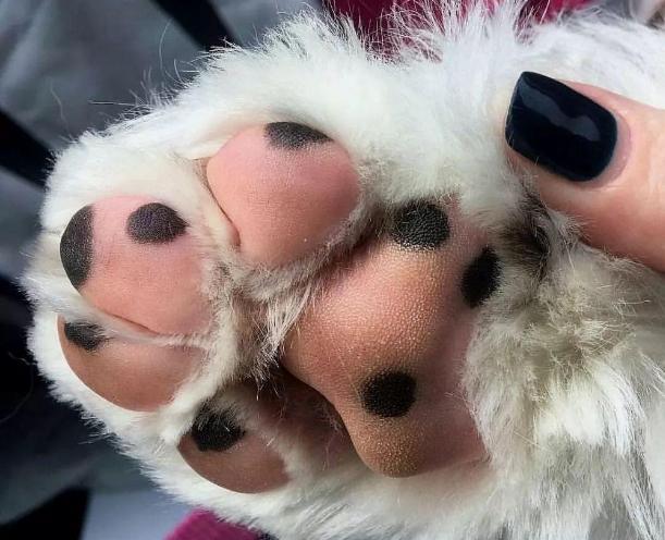 狗狗为什么一直我的脚(狗狗为什么喜欢舔自己的脚) - 警犬训练器材厂家 _警犬训练用品_工作犬训练用品-南京开久警犬装备-警犬训练器材厂家 _警犬训练用品_工作犬训练用品-南京开久警犬装备