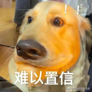 狗狗拉屎有红色东西  狗狗拉屎带红色的粘膜-警犬训练器材厂家 _警犬训练用品_工作犬训练用品-南京开久警犬装备