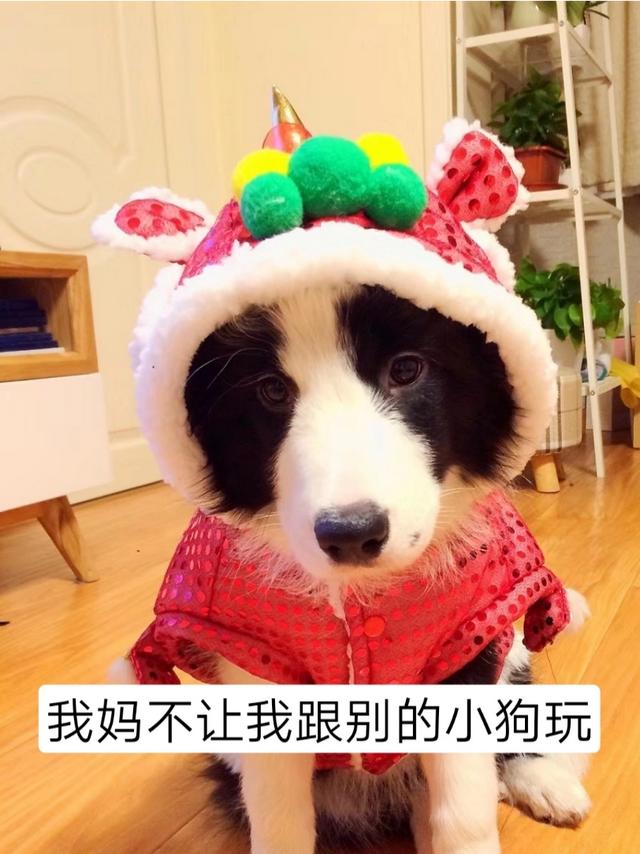 狗狗买回来几天打疫苗吗(狗狗买回来几天可以打疫苗) - 警犬训练器材厂家 _警犬训练用品_工作犬训练用品-南京开久警犬装备-警犬训练器材厂家 _警犬训练用品_工作犬训练用品-南京开久警犬装备