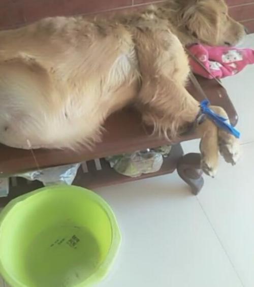 狗狗腹腔积液的 *** 大全(腹腔积液ct *** ) - 警犬训练器材厂家 _警犬训练用品_工作犬训练用品-南京开久警犬装备-警犬训练器材厂家 _警犬训练用品_工作犬训练用品-南京开久警犬装备