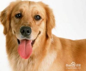 狗狗哮喘的症状是什么样的(哮喘早期的症状是什么样的)-警犬训练器材厂家 _警犬训练用品_工作犬训练用品-南京开久警犬装备