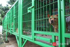 狗狗咬人可以 *** 吗(狗狗咬人建不建议 *** )-警犬训练器材厂家 _警犬训练用品_工作犬训练用品-南京开久警犬装备