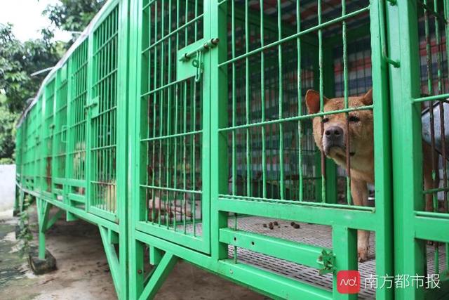 狗狗咬人可以 *** 吗(狗狗咬人建不建议 *** ) - 警犬训练器材厂家 _警犬训练用品_工作犬训练用品-南京开久警犬装备-警犬训练器材厂家 _警犬训练用品_工作犬训练用品-南京开久警犬装备