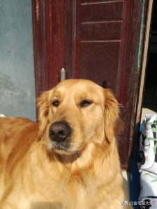 狗狗换主人后的不叫(狗狗频繁换主人会怎么样)-警犬训练器材厂家 _警犬训练用品_工作犬训练用品-南京开久警犬装备