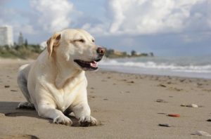 成犬拉布拉多吃什么狗粮(拉布拉多吃什么牌子的狗粮)-警犬训练器材厂家 _警犬训练用品_工作犬训练用品-南京开久警犬装备