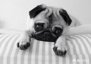 小狗凉了肚子怎么办？两个月的小狗肚子胀怎么办-警犬训练器材厂家 _警犬训练用品_工作犬训练用品-南京开久警犬装备