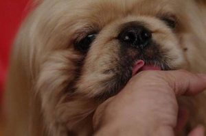 狗狗喜欢舔自己的下边(狗狗喜欢舔自己的蛋)-警犬训练器材厂家 _警犬训练用品_工作犬训练用品-南京开久警犬装备