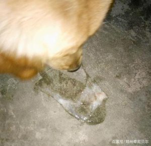 狗狗吐是什么情况(狗狗吐水是什么情况)-警犬训练器材厂家 _警犬训练用品_工作犬训练用品-南京开久警犬装备