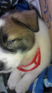 狗狗一只眼睛睁不开 里面红红的-警犬训练器材厂家 _警犬训练用品_工作犬训练用品-南京开久警犬装备