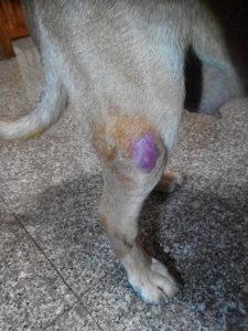 小狗后腿疼是什么情况(小狗后腿外八字是什么原因)-警犬训练器材厂家 _警犬训练用品_工作犬训练用品-南京开久警犬装备