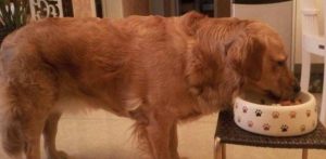 狗狗生完宝宝后改变，狗狗生完宝宝咬主人-警犬训练器材厂家 _警犬训练用品_工作犬训练用品-南京开久警犬装备