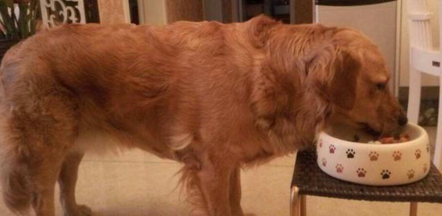 狗狗生完宝宝后改变，狗狗生完宝宝咬主人 - 警犬训练器材厂家 _警犬训练用品_工作犬训练用品-南京开久警犬装备-警犬训练器材厂家 _警犬训练用品_工作犬训练用品-南京开久警犬装备