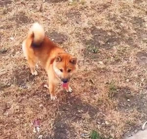 小狗高处摔下 精神不好(两个月的小狗从高处摔下)-警犬训练器材厂家 _警犬训练用品_工作犬训练用品-南京开久警犬装备