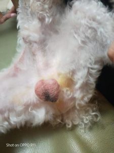 狗狗阴囊炎红(狗狗阴囊炎用什么药好得快)-警犬训练器材厂家 _警犬训练用品_工作犬训练用品-南京开久警犬装备