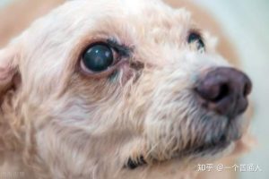 狗狗犬瘟的发病原因-警犬训练器材厂家 _警犬训练用品_工作犬训练用品-南京开久警犬装备