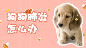 七个月狗狗咳嗽有痰怎么办-警犬训练器材厂家 _警犬训练用品_工作犬训练用品-南京开久警犬装备