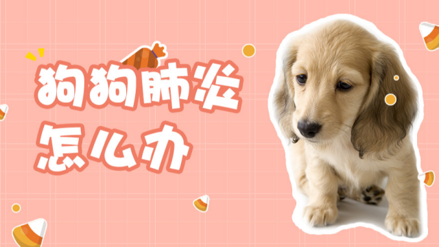 七个月狗狗咳嗽有痰怎么办 - 警犬训练器材厂家 _警犬训练用品_工作犬训练用品-南京开久警犬装备-警犬训练器材厂家 _警犬训练用品_工作犬训练用品-南京开久警犬装备