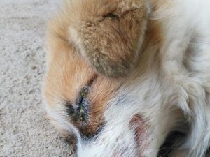 小狗拉稀眼睛流眼屎(小狗拉稀眼睛有眼屎吃什么药)-警犬训练器材厂家 _警犬训练用品_工作犬训练用品-南京开久警犬装备