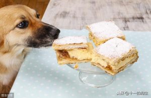 宠物狗小狗多久断奶(小狗多久断奶可以送人)-警犬训练器材厂家 _警犬训练用品_工作犬训练用品-南京开久警犬装备