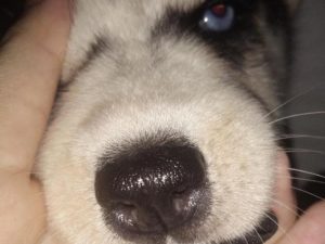 狗狗流鼻涕 鼻子发炎，喉咙发炎鼻子流鼻涕吃什么药-警犬训练器材厂家 _警犬训练用品_工作犬训练用品-南京开久警犬装备