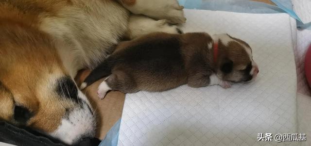 狗狗能吃猪脚骨头吗(狗狗可以吃猪脚的骨头吗) - 警犬训练器材厂家 _警犬训练用品_工作犬训练用品-南京开久警犬装备-警犬训练器材厂家 _警犬训练用品_工作犬训练用品-南京开久警犬装备