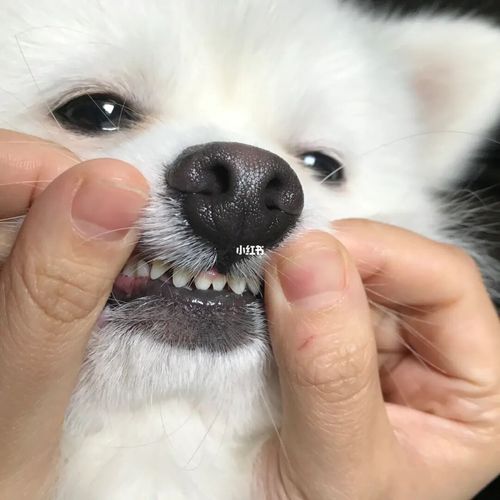 小狗牙长的不好怎么办？小狗咳嗽一直不好怎么办 - 警犬训练器材厂家 _警犬训练用品_工作犬训练用品-南京开久警犬装备-警犬训练器材厂家 _警犬训练用品_工作犬训练用品-南京开久警犬装备