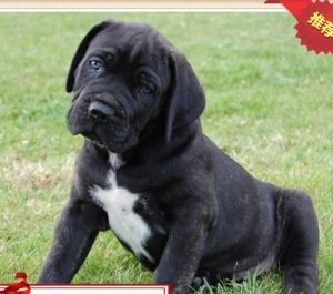 狗狗大便细小(狗狗细小大便 *** )-警犬训练器材厂家 _警犬训练用品_工作犬训练用品-南京开久警犬装备