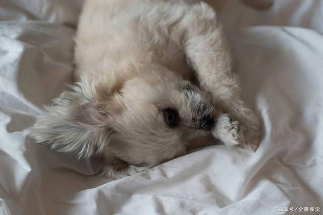 怎么看狗狗是脑震荡(怎么看自己是不是脑震荡) - 警犬训练器材厂家 _警犬训练用品_工作犬训练用品-南京开久警犬装备-警犬训练器材厂家 _警犬训练用品_工作犬训练用品-南京开久警犬装备