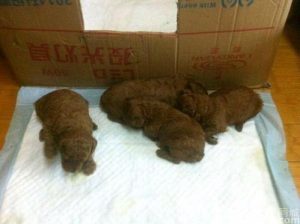 泰迪生了小狗不爱吃东西(泰迪生完小狗不爱吃东西是怎么回事)-警犬训练器材厂家 _警犬训练用品_工作犬训练用品-南京开久警犬装备