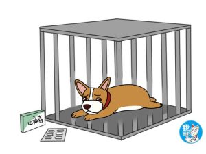 小狗腰椎疼怎么治疗(小狗腰椎受伤怎么治疗)-警犬训练器材厂家 _警犬训练用品_工作犬训练用品-南京开久警犬装备