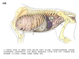 狗狗几几构造(狗狗眼睛构造)-警犬训练器材厂家 _警犬训练用品_工作犬训练用品-南京开久警犬装备
