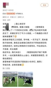 狗狗美容学校哪家好(温州美容学校哪家好)-警犬训练器材厂家 _警犬训练用品_工作犬训练用品-南京开久警犬装备