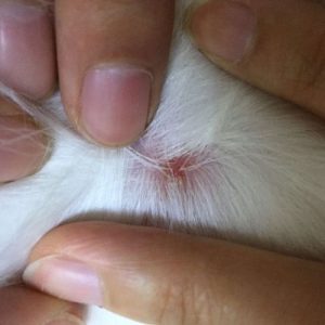 小狗皮肤长虫子是什么原因是什么原因(小狗皮肤被虫子咬了是什么样的)-警犬训练器材厂家 _警犬训练用品_工作犬训练用品-南京开久警犬装备