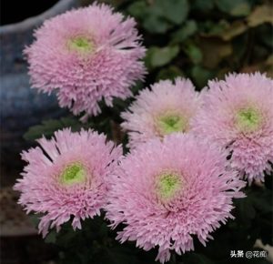 泰迪狗狗的菊花,泰迪可以喝菊花泡水吗-警犬训练器材厂家 _警犬训练用品_工作犬训练用品-南京开久警犬装备