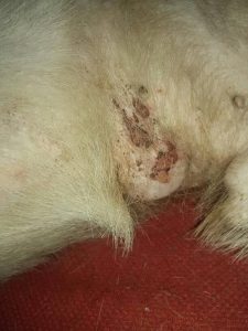 狗狗身上粘了很多苍耳怎么办(狗狗身上粘苍耳不让揪怎么办)-警犬训练器材厂家 _警犬训练用品_工作犬训练用品-南京开久警犬装备