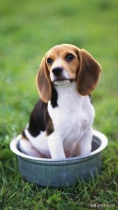 狗狗粪便有点希(从狗狗粪便判断是否健康 *** )-警犬训练器材厂家 _警犬训练用品_工作犬训练用品-南京开久警犬装备