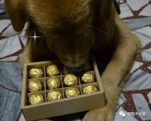 狗狗吃糖 *** (宠物狗狗能吃糖吗)-警犬训练器材厂家 _警犬训练用品_工作犬训练用品-南京开久警犬装备