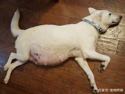 狗狗怀孕啥也不吃怎么办？ - 警犬训练器材厂家 _警犬训练用品_工作犬训练用品-南京开久警犬装备-警犬训练器材厂家 _警犬训练用品_工作犬训练用品-南京开久警犬装备