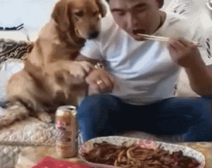 狗狗一直抱大腿，泰迪狗狗抱大腿什么情况-警犬训练器材厂家 _警犬训练用品_工作犬训练用品-南京开久警犬装备