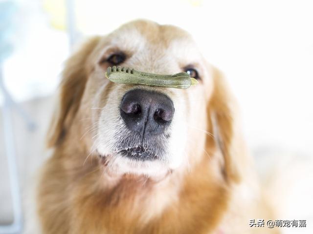 小狗无麻醉洗牙(小狗洗牙一定要麻醉吗) - 警犬训练器材厂家 _警犬训练用品_工作犬训练用品-南京开久警犬装备-警犬训练器材厂家 _警犬训练用品_工作犬训练用品-南京开久警犬装备