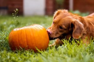 小狗喜欢的食物是什么原因是什么原因(被小狗喜欢是什么原因)-警犬训练器材厂家 _警犬训练用品_工作犬训练用品-南京开久警犬装备