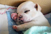 吉娃娃狗狗生产前兆(狗狗生产前兆有哪些症状)-警犬训练器材厂家 _警犬训练用品_工作犬训练用品-南京开久警犬装备