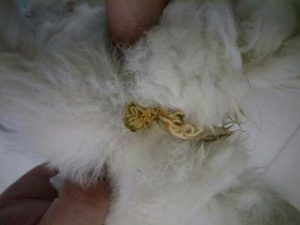 狗狗有东西吐不出来(狗狗吐水不吃东西怎么办)-警犬训练器材厂家 _警犬训练用品_工作犬训练用品-南京开久警犬装备