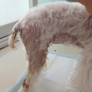 狗狗突然倒地尿失禁_狗狗突然倒地嚎叫尿失禁-警犬训练器材厂家 _警犬训练用品_工作犬训练用品-南京开久警犬装备