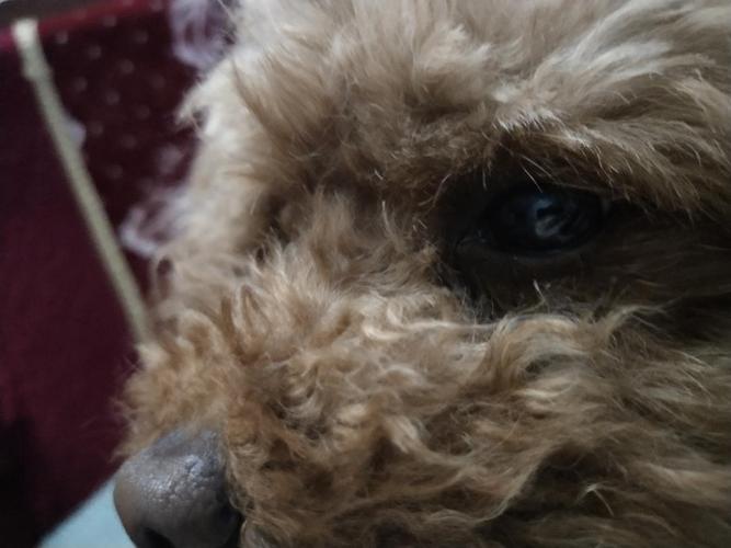 狗狗眼睛被抓流血(梦见狗狗眼睛流血) - 警犬训练器材厂家 _警犬训练用品_工作犬训练用品-南京开久警犬装备-警犬训练器材厂家 _警犬训练用品_工作犬训练用品-南京开久警犬装备