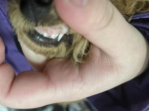 狗狗牙龈息肉(狗狗牙龈息肉是什么样)-警犬训练器材厂家 _警犬训练用品_工作犬训练用品-南京开久警犬装备