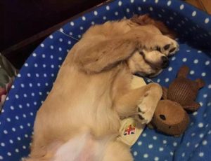 狗狗睡空调房注意什么地方？狗狗放在空调房要注意什么-警犬训练器材厂家 _警犬训练用品_工作犬训练用品-南京开久警犬装备